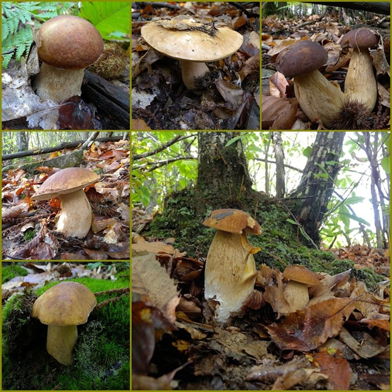 colori e sapori del bosco!!!